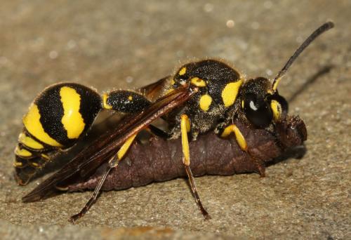 Eumenes subpomiformis